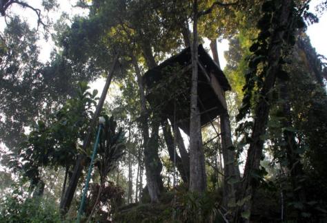 Tree House Exterior